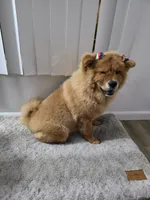 NALA, a female Chow Chow for sale in Daly City, CA – 6 of 7