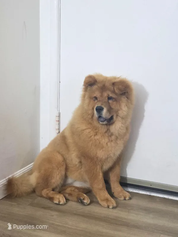 NALA – Chow Chow puppy for sale in Daly City, CA