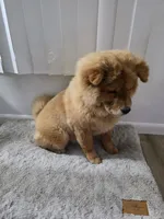 NALA, a female Chow Chow for sale in Daly City, CA – 5 of 7