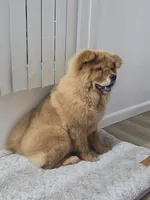 NALA, a female Chow Chow for sale in Daly City, CA – 2 of 7