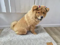 NALA, a female Chow Chow for sale in Daly City, CA – 3 of 7