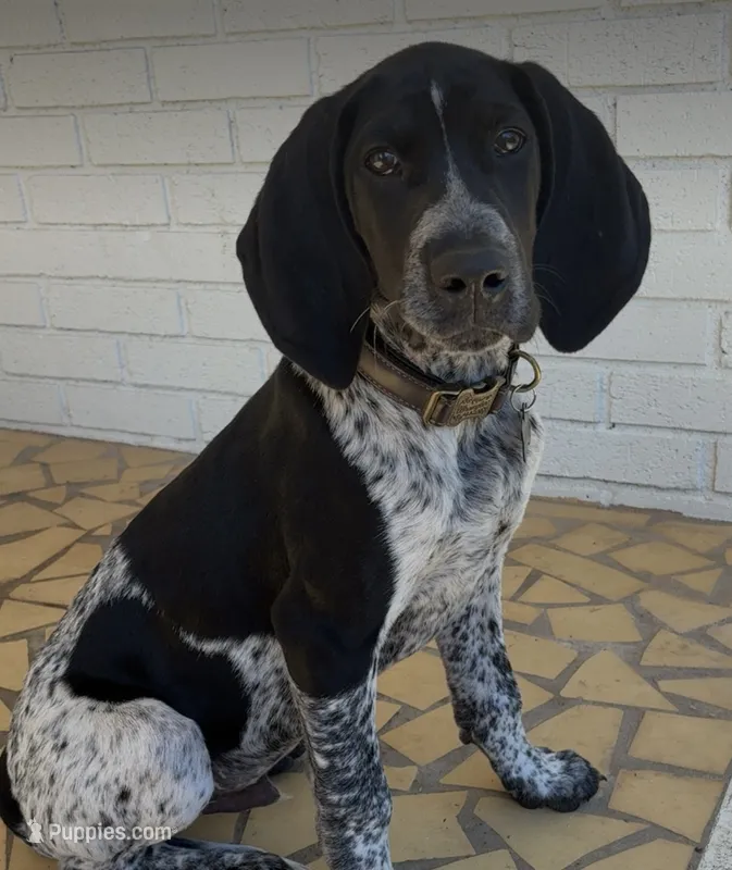 Fesco – German Shorthaired Pointer puppy for sale in Albany, GA