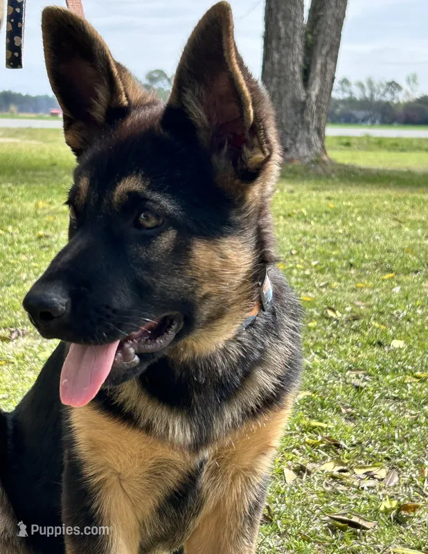 Connie – German Shepherd Dog puppy for sale in Clinton, NC