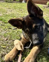 Connie, a female German Shepherd Dog for sale in Clinton, NC – Photo 2 of 2