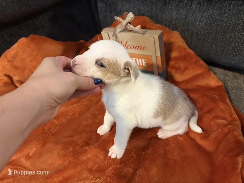 Turkey – Australian Shepherd, American Bully puppy for sale in Abingdon, MD