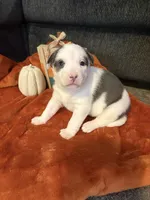 Pumpkin, a female Australian Shepherd and American Bully for sale in Abingdon, MD – 4 of 4