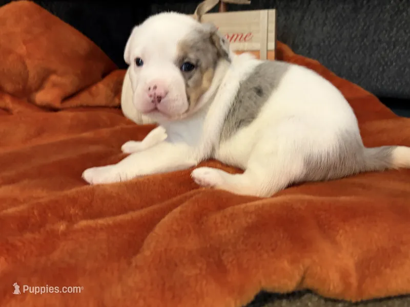 Patches – Australian Shepherd, American Bully puppy for sale in Abingdon, MD