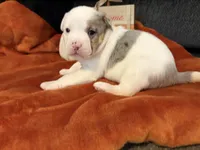 Patches, a female Australian Shepherd and American Bully for sale in Abingdon, MD – 1 of 5