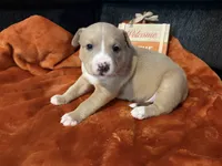 Hoss, a male Australian Shepherd and American Bully for sale in Abingdon, MD – 3 of 5