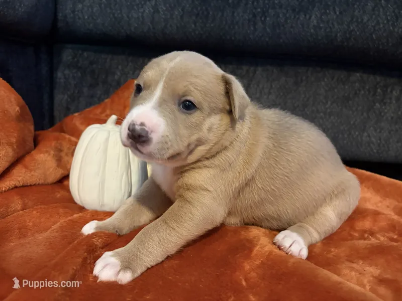 Hoss – Australian Shepherd, American Bully puppy for sale in Abingdon, MD