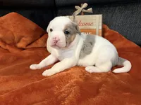 Patches, a female Australian Shepherd and American Bully for sale in Abingdon, MD – 2 of 5