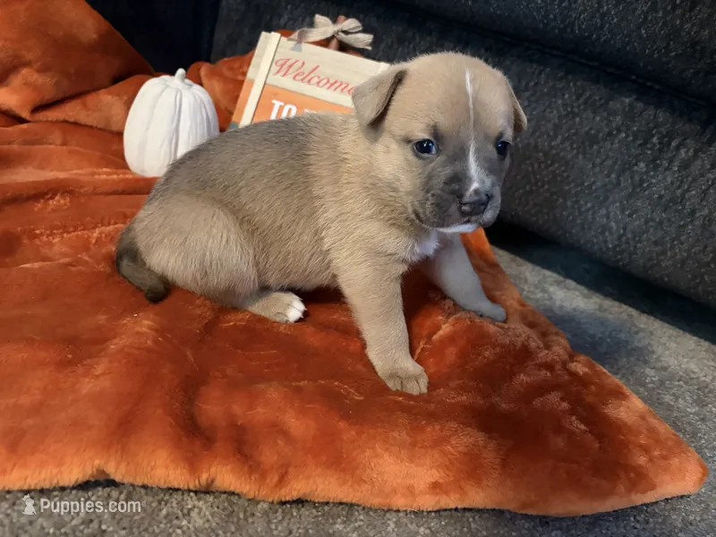 Smudge – Australian Shepherd, American Bully puppy for sale in Abingdon, MD