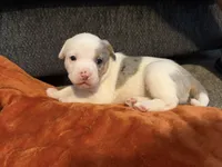 Patches, a female Australian Shepherd and American Bully for sale in Abingdon, MD – 5 of 5
