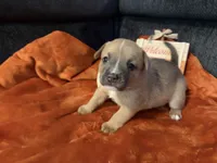 Smudge, a female Australian Shepherd and American Bully for sale in Abingdon, MD – 2 of 5