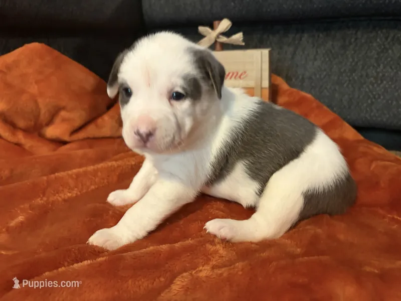 Pumpkin – Australian Shepherd, American Bully puppy for sale in Abingdon, MD