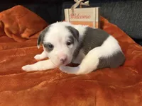Pumpkin, a female Australian Shepherd and American Bully for sale in Abingdon, MD – 3 of 4