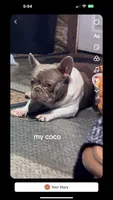 coco, a male French Bulldog for sale in Morgantown, WV – Photo 2 of 3