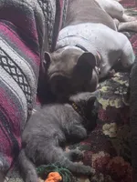 coco, a male French Bulldog for sale in Morgantown, WV – Photo 3 of 3