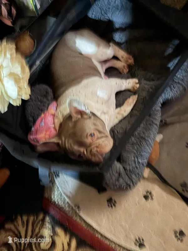 coco – French Bulldog puppy for sale in Morgantown, WV