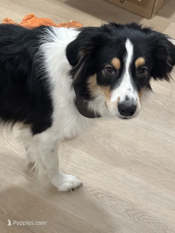 Stanley  – Australian Shepherd puppy for sale in Wilmington, DE