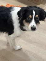 Stanley , a male Australian Shepherd for sale in Wilmington, DE – 1 of 10