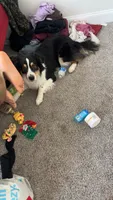Stanley , a male Australian Shepherd for sale in Wilmington, DE – 3 of 10