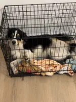 Stanley , a male Australian Shepherd for sale in Wilmington, DE – 5 of 10