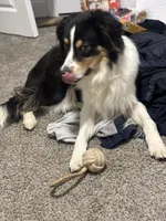 Stanley , a male Australian Shepherd for sale in Wilmington, DE – 7 of 10