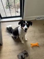 Stanley , a male Australian Shepherd for sale in Wilmington, DE – 8 of 10