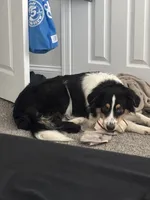 Stanley , a male Australian Shepherd for sale in Wilmington, DE – 2 of 10