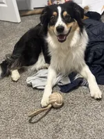 Stanley , a male Australian Shepherd for sale in Wilmington, DE – 6 of 10