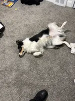 Stanley , a male Australian Shepherd for sale in Wilmington, DE – 10 of 10