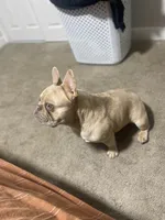 Maui, a male French Bulldog for sale in Pekin, IL – 4 of 7