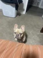 Maui, a male French Bulldog for sale in Pekin, IL – 6 of 7