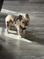 Maui, a male French Bulldog for sale in Pekin, IL – 2 of 7
