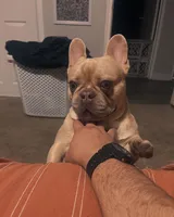 Maui, a male French Bulldog for sale in Pekin, IL – 5 of 7