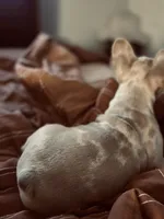 Maui, a male French Bulldog for sale in Pekin, IL – 7 of 7