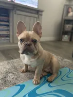 Maui, a male French Bulldog for sale in Pekin, IL – 1 of 7