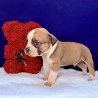 GOODBYE, a male Olde English Bulldogge for sale in Jacksonville, FL – Photo 6 of 6