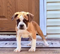 GOODBYE, a male Olde English Bulldogge for sale in Jacksonville, FL – Photo 2 of 6