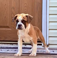 GOODBYE, a male Olde English Bulldogge for sale in Jacksonville, FL – Photo 1 of 6