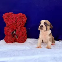 GOODBYE, a male Olde English Bulldogge for sale in Jacksonville, FL – Photo 5 of 6