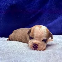 SPYDER, a male Olde English Bulldogge for sale in Jacksonville, FL – Photo 8 of 10