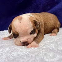 SPYDER, a male Olde English Bulldogge for sale in Jacksonville, FL – Photo 6 of 10
