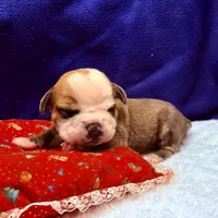 SPYDER, a male Olde English Bulldogge for sale in Jacksonville, FL – Photo 4 of 10