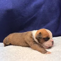 SPYDER, a male Olde English Bulldogge for sale in Jacksonville, FL – Photo 7 of 10