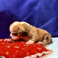SPYDER, a male Olde English Bulldogge for sale in Jacksonville, FL – Photo 5 of 10