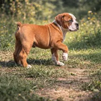 SPYDER, a male Olde English Bulldogge for sale in Jacksonville, FL – Photo 1 of 10