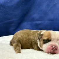 SPYDER, a male Olde English Bulldogge for sale in Jacksonville, FL – Photo 9 of 10