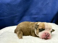 processed/db7c4c46-de8b-4a5d-9fee-3a9c87fbf45d/listing/5c6b4492-afce-482b-9339-99830042e63d/eafe048b-75e9-4bdc-b33d-d1f3535fd716